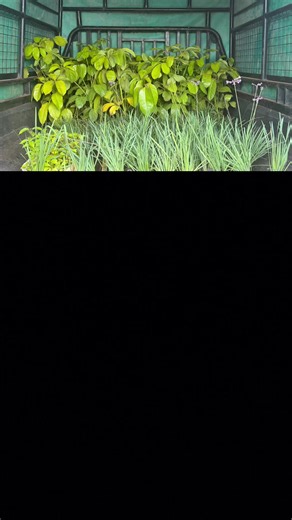 maggie.your_landscaper (@maggie.your_landscaper)’s videos with suara asli - choiiiiu template