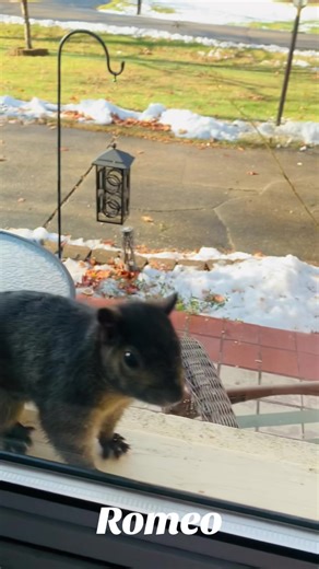 Romeo and Chloe: Squirrel and Cat Garden Adventures