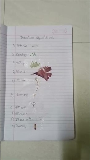 Dissection of Hibiscus flower