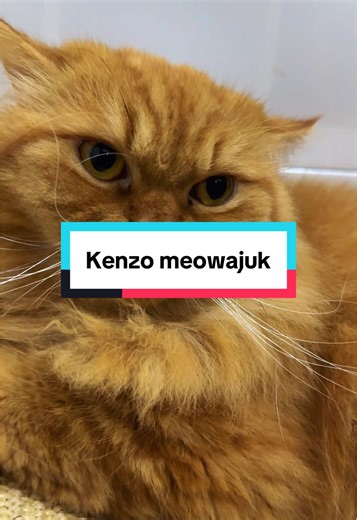 Kucing Kenzo Meowajuk yang Menggemaskan