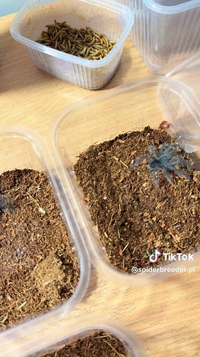 Theraphosa blondi Tarantula Feeding Frenzy