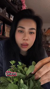 รู้ไหมคะ… แค่ กลิ่นสะระแหน่ ก็ช่วยให้หายคลื่นไส้ได้! กลิ่นหอมเย็นของ menthol จะช่วยคลายการเกร็งของกระเพาะ ลดอาการเวียนหัว คลื่นไส้ อาเจียน ได้ดีมาก เหมาะสำหรับคน เมารถ เมาเรือ อาหารไม่ย่อย หรือเวียนหัวเฉียบพลัน พกไว้ติดบ้านได้เลยค่ะ 💚 #หมอแก้มหอม #HolisticDoctor #สะระแหน่ #แก้คลื่นไส้ #สมุนไพรไทย #GoodIdeaTV #สุขภาพดีด้วยธรรมชาติ #MintBenefits #NaturalHealing | แม่มด เวทมนต์