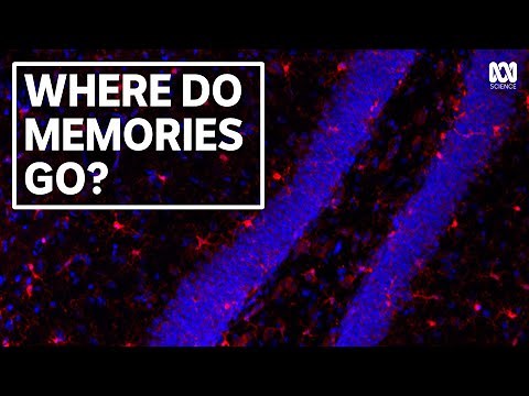 How does the brain forget? Study reveals how "microglia" gobble up mouse memories