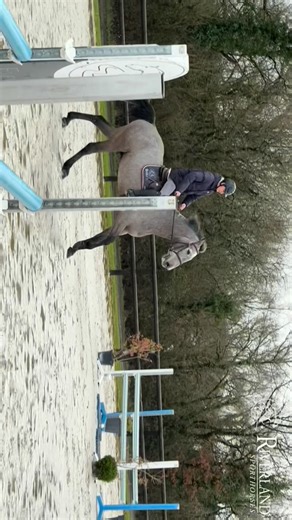 Elevage de Riverland on Instagram: "[A VENDRE / FOR SALE] ☄️ Puissant et agile hongre de 5 ans par Mylord Carthago prêt à débuter sa saison ! Il conviendra à un cavalier confirmé ou professionnel qui veut construire un cheval d’avenir pour sauter des épreuves ranking - potentiel 1.45m / 1.50m ℹ️ Sa propre soeur a enchaîné les parcours sans faute dans les 6 ans à @metoliva il y a quelques semaines Sa mère est la soeur utérine de CALGARY DE HUS CSI 1.55m et FÉVRIER DE HUS CSI 1.40m Sa 2e mère est 