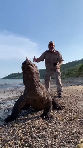 LARGEST LIZARDS IN THE WORLD?