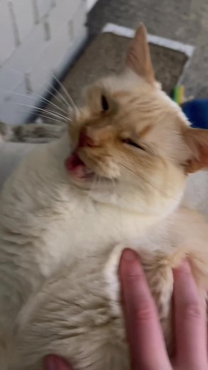 Adorable Squeaking Flamepoint Cat Compilation