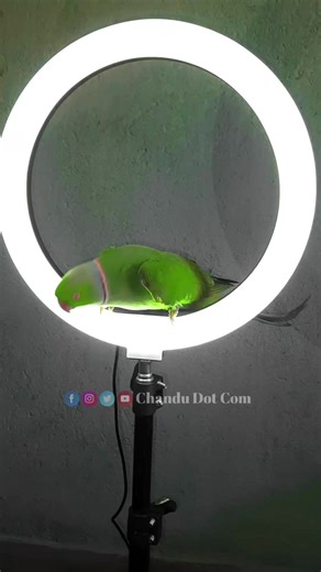 Parrot Cute Voice #reels #parrot #reelsfb #talkingparrot #indianringneckparrot #shorts | Chandu Dot Com