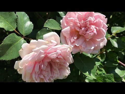 Albertine rambling rose | My English Rose garden