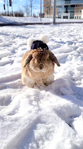 Adorable Snow Bunny in a Cozy Winter Hat