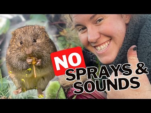 How To Effectively Control Voles In The Garden. Why Sounds & Sprays Do Not Work On Voles.