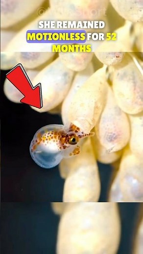 🐙Octopuses Die After Giving Birth!💔