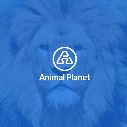 Proposed Animal Planet Logo Design | Logo Design | Lion Studios #logo #animalplanet #handmade