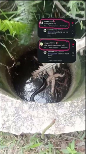 pertarungan ular phyton vs biawak #shorts#vidioshorts#shorsfyp#ular#ularbesar#ularpython #viral#fyp
