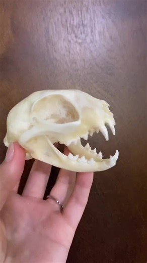 Dr. Rachel Siu on TikTok