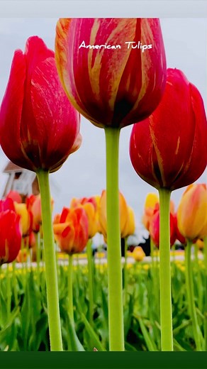 2.1K views · 28 reactions | Tulips festival in USA #spring #flowers #tulips #blooming #tulip #flowerstagram #peaceful #keukenhof #paradise #earth #earthday #earthpix #dutch #wonderful #fleurs #flores #wonderfulplaces #nature #naturelovers #aov #fog #flowersofinstagram #usa #destinationearth #trending #discover #earth #icatching #magical #lente #flowerfields #facebookreels #FacebookPage | It’s Amirah’s Diary | Facebook