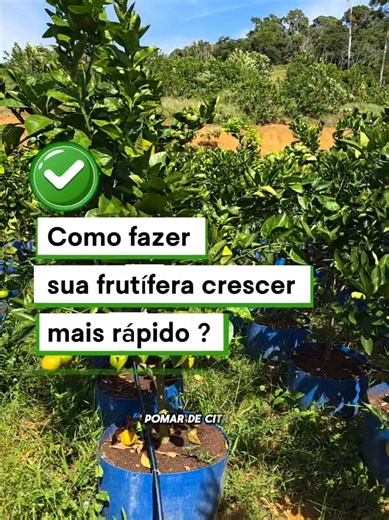 Por que controlar a frutificação da laranjeira melhora o crescimento