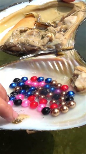 🔥The beautiful woman picked up a big clam, with many pearls inside