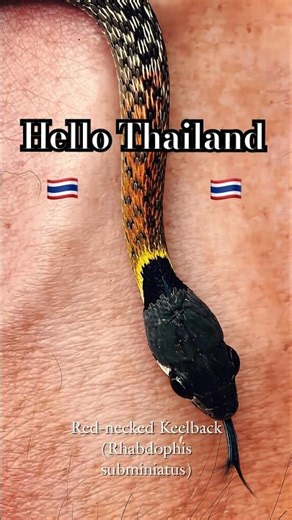 Some amazing snakes in Thailand 🇹🇭