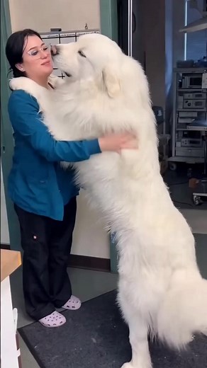 21K views · 74 reactions | The love of woman and dog #cut #goldenretriever #dog #doglife #love #puppylove #cutegirl #cutenessoverload | Vivid Sector | Facebook