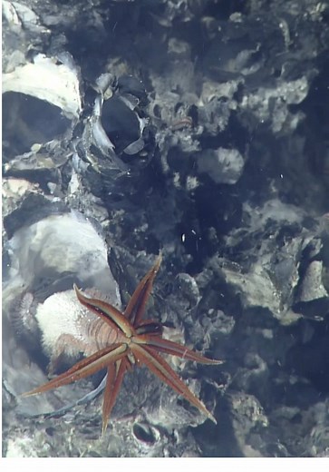 These wondrous worms build their homes directly on the rocky vent chimneys where temperatures can reach up to 105 degrees Celsius (221 degrees Fahrenheit). 🔥⁠ ⁠ Pompeii worms (Alvinella pompejana) live on hydrothermal vent “chimneys,” where superheated water belches from within the Earth’s crust, delivering a rain of mineral “ash.” Here, large numbers of worms settle side by side, each darting in and out of their paper-thin tubes while waving pointy, rust-colored gills.⁠ ⁠ What’s the secret to