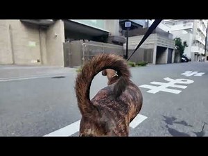 Heartwarming City Walk with My Hound-Like Chinese Rural Dog