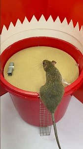 Rat trap / Tip over mouse trap that drops the mouse into a plastic bucket #rattrap