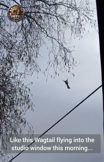 Why are birds flying into your windows?