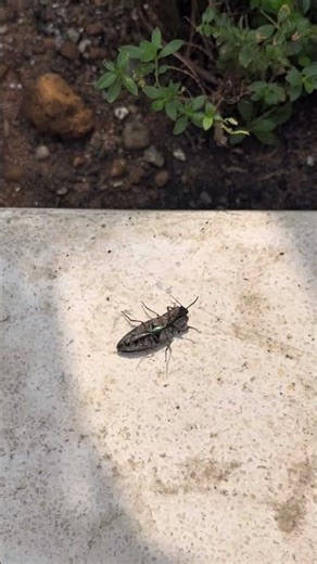 Loài côn trùng thích “bật” người khác | The Self-Flipping Click Beetle