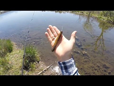 Bass Pond Spring Spawning Tactics