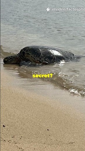 Turtles' Epic Ocean Journeys No GPS Needed