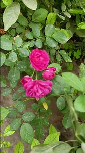 China Rose Flower 🌹