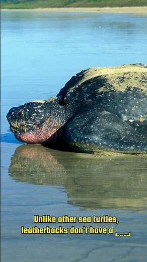 Why Leatherback Turtles Are Built Different 🐢