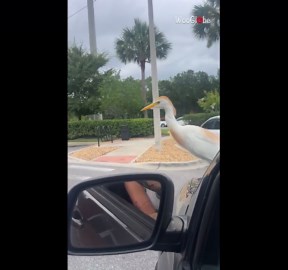 Bird tags along on a ride and waits for a French fry snack