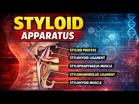 Styloid Apparatus Made Easy | Anatomy, Muscles & Ligaments Explained | BDS / Medical Anatomy