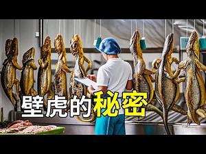 壁虎的秘密，養殖過程大開眼界