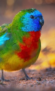Scarlet chested parakeets 😍 #parakeet #parrot #aviary #birds | Paradise Aviary