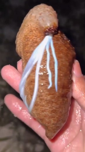 125K views · 586 reactions | amazing facts #reelsfypシ #facts #factsdaily | Daily Dose of Facts | Facebook