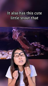 FYI, mata means policemen in Malay! 👮‍♂️ *Correction: Singaporeans call policemen Mata sometimes 😅 #matamata #biology | Just Keep Thinking