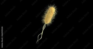 3D animation of a escherichia coli bacteria