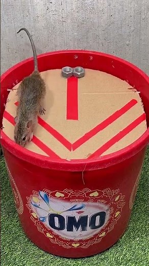#CatchingMice #Mouse #MouseCatchingArtifact #rat #rattrap #mousetrap #diymousetrap #mousetrap