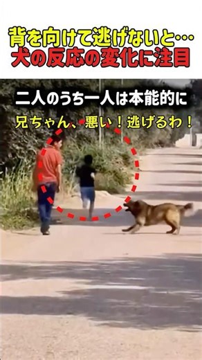 [Warning] A dog barking and approaching! Is turning your back and running away a bad idea? The ca...