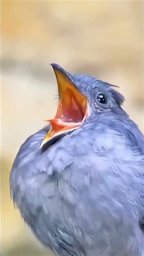 This bird's voice will mesmerize you #nature #shorts