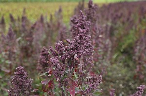 How To Harvest Quinoa: A Simple Guide — Farm & Animals