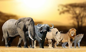 The African Big Five: Get to Know the Big Five Animals