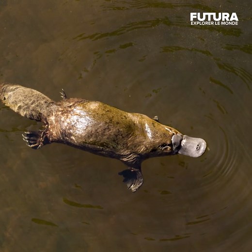 [🌍] L’ornithorynque est un animal qui défie les lois de la biologie. Venimeux, fluorescent, il pond des oeufs et surtout il n'a pas d'estomac ! Voici les 5 caractéristiques les plus étranges à savoir sur notre ami l’ornithorynque. ⤵️ | Futura - Inspirons l'avenir