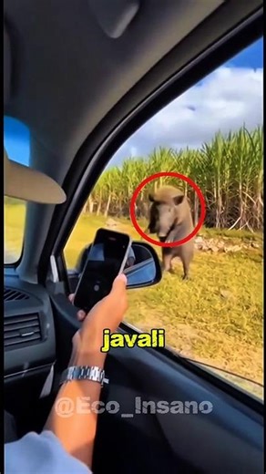 Wild boars in the Amazon! This could turn into a disaster! 🤯💀 #curiosities #animals