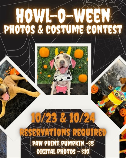 The Animal Den Pet Resort on Reels
