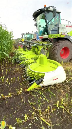 How Silage is Made: Crushing Corn for Harvest
