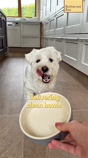 Tried Fresh yet? Your dog is waiting... ✅ 10 recipes ✅ Real meat and veg ✅ Gently cooked to bring out the taste Try it today, you're dog will thank you. butternutbox.com/pickypupslovebutternut2525 | Butternut Box