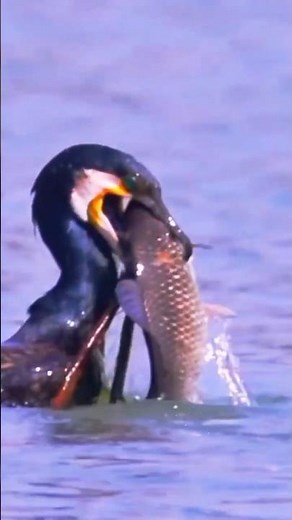Cormorant Catches a Big Fish – Incredible Hunting Skill of Nature! 🐦🐟 #amazinbirdw